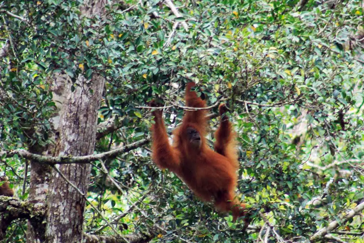 Bukit Lawang